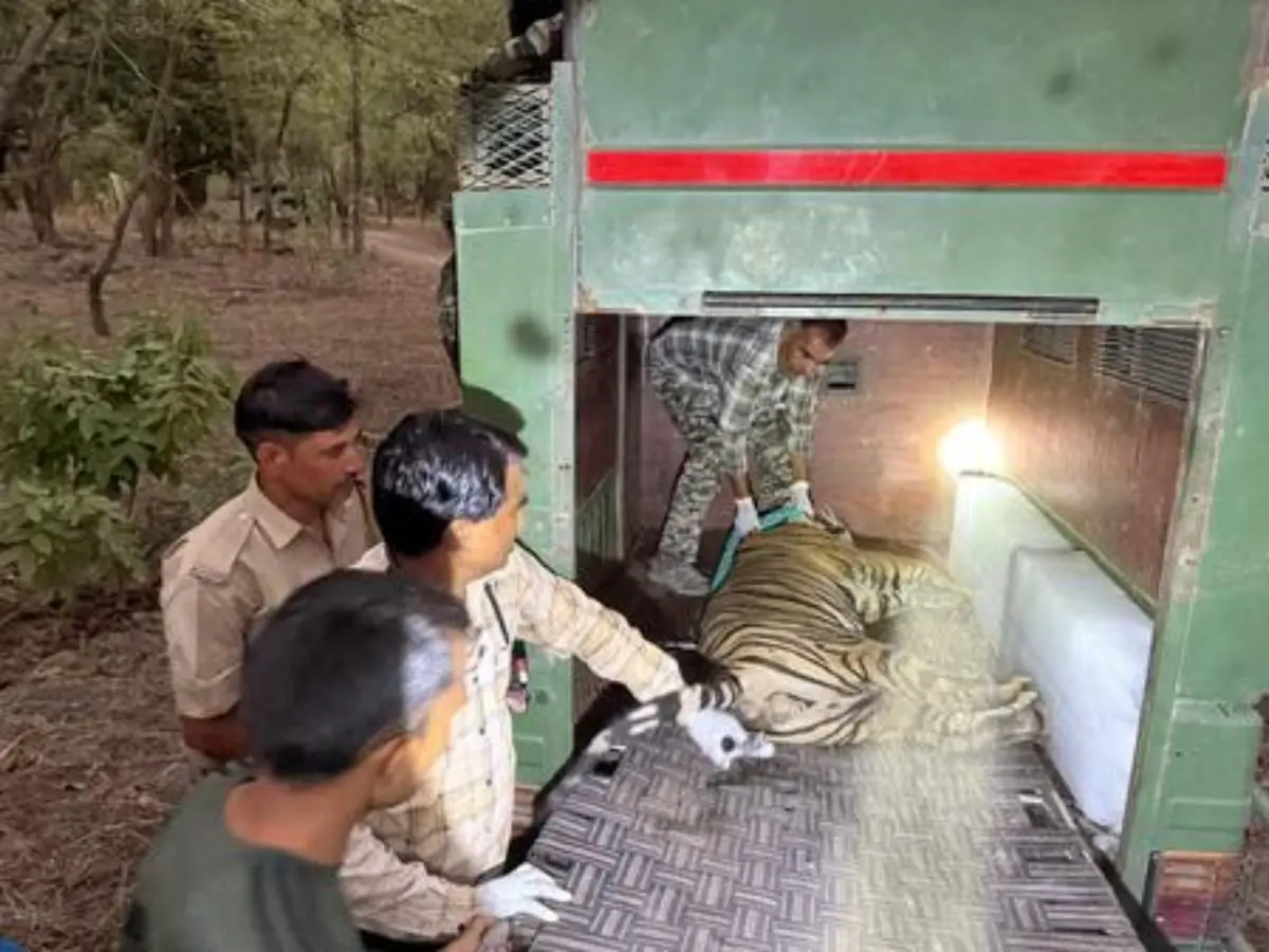 रणथंभौर टाइगर रिजर्व में 54 दिन में 3 मौतें, वन विभाग ने शुरू की टाइगर शिफ्टिंग, जानिए पूरी कहानी