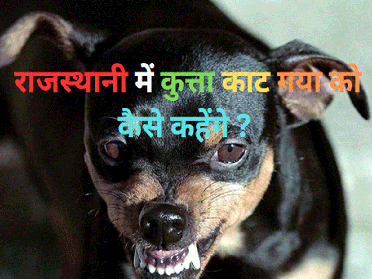 Trending Quiz : राजस्थानी में कैसे कहेंगे कि कुत्ता काट गया है ? Trending Quiz : राजस्थानी में कैसे कहेंगे कि कुत्ता काट गया है ?