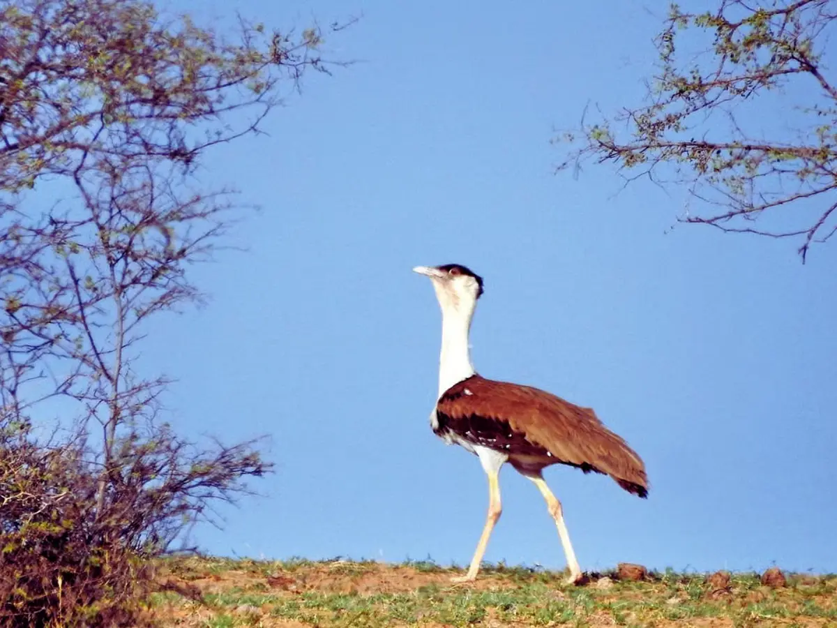 Great Indian Bustard
