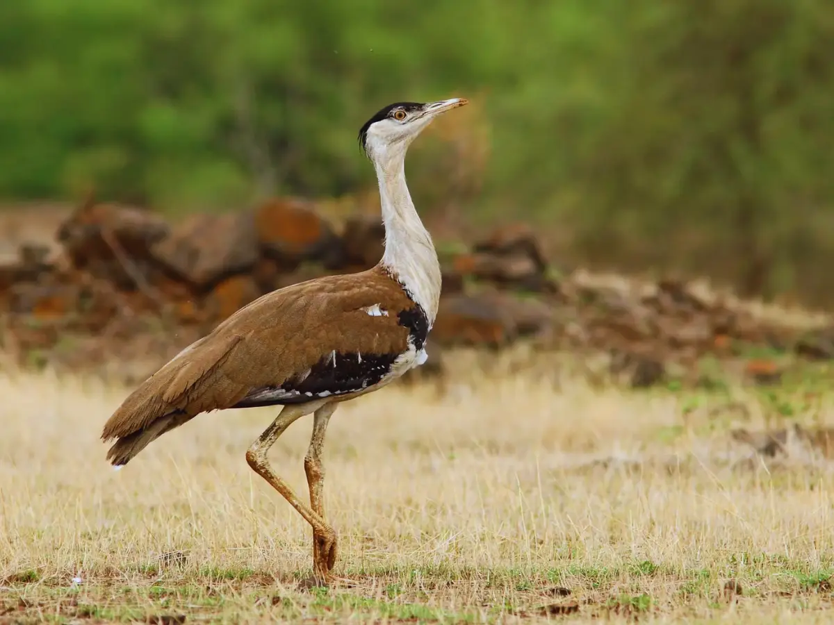 Great Indian Bustard
