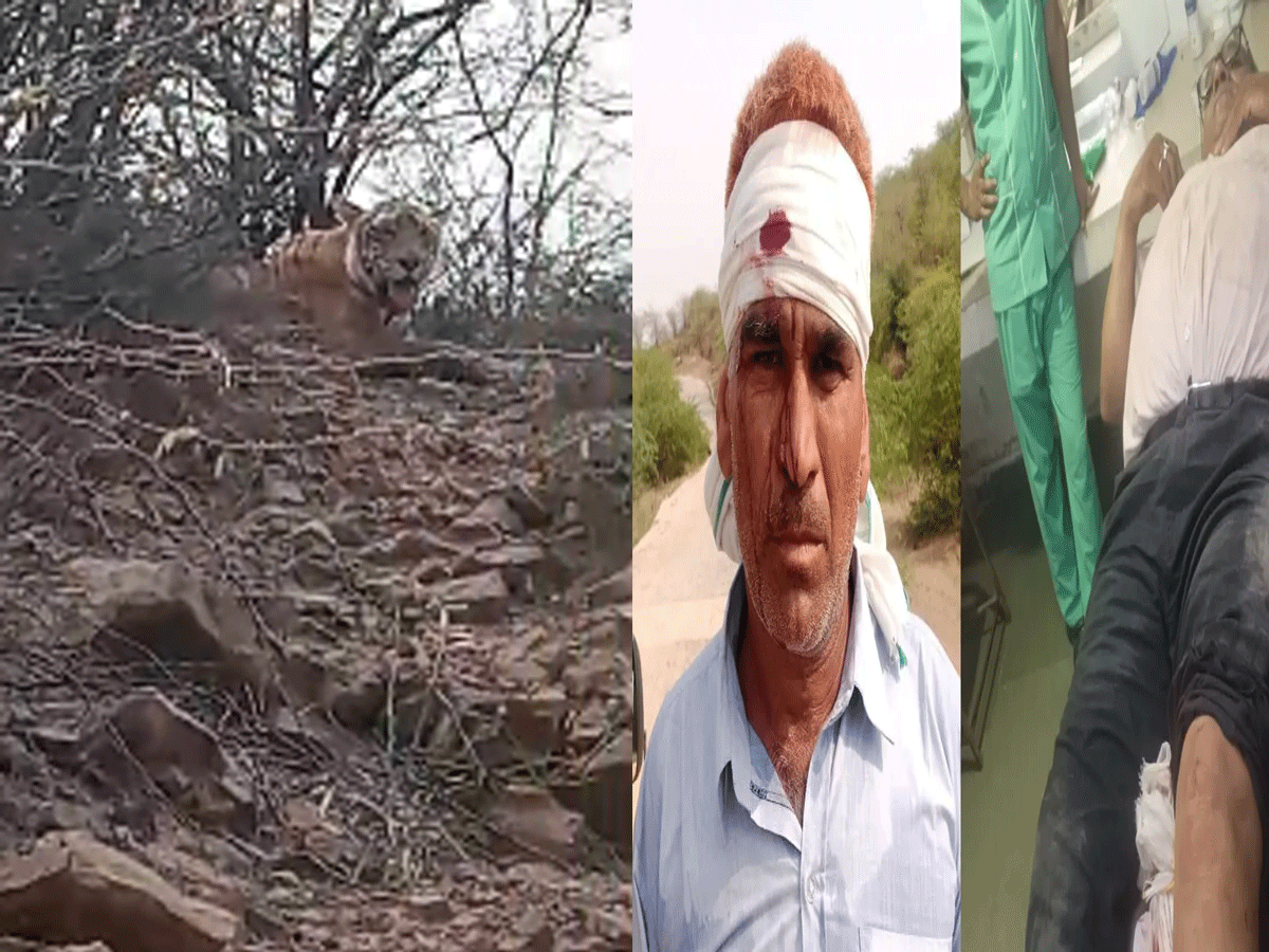 रणथंभौर टाइगर रिजर्व में फिर टाइगर ने किया अटैक,कृषि पर्यवेक्षक और होमगार्ड घायल रणथंभौर टाइगर रिजर्व में फिर टाइगर ने किया अटैक,कृषि पर्यवेक्षक और होमगार्ड घायल
