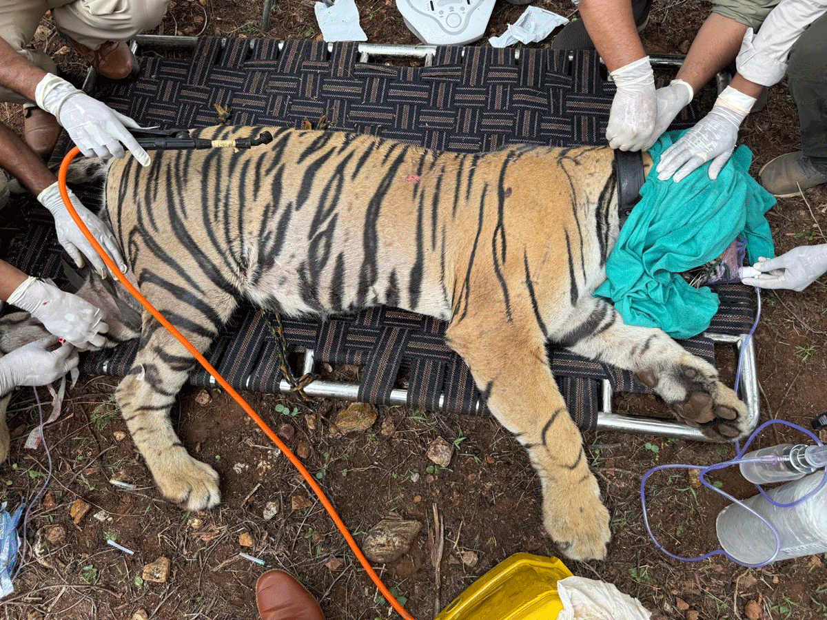 Ranthambore National Park