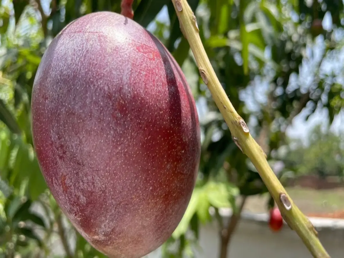 मियाजाकी आम