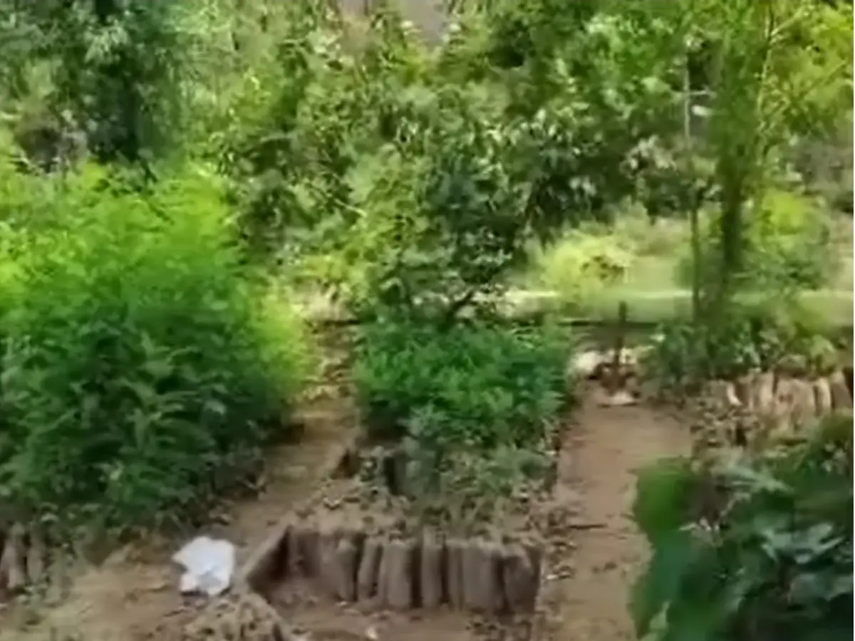 जोधपुर में वन विभाग की नई पहल, फलदार और छावदार पौधे किए वितरित