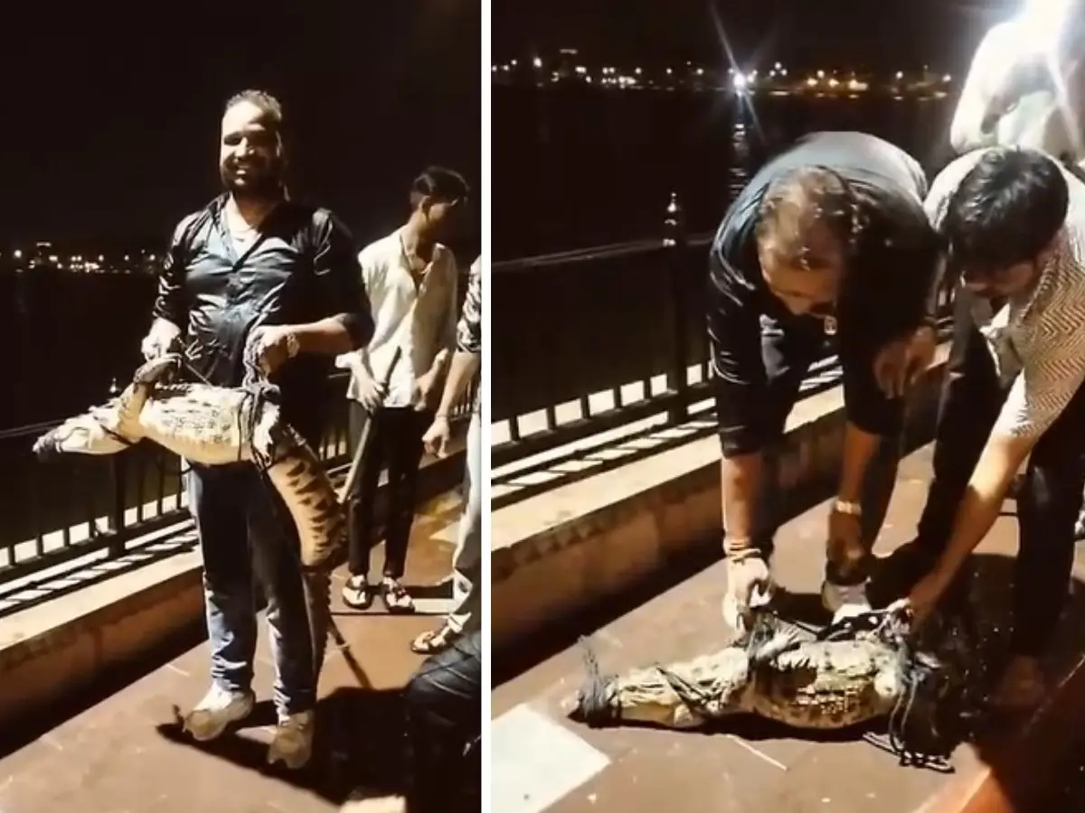 कोटा शहर में देर रात रिहायशी कॉलोनी में मगरमच्छ घुसने से मचा हड़कंप