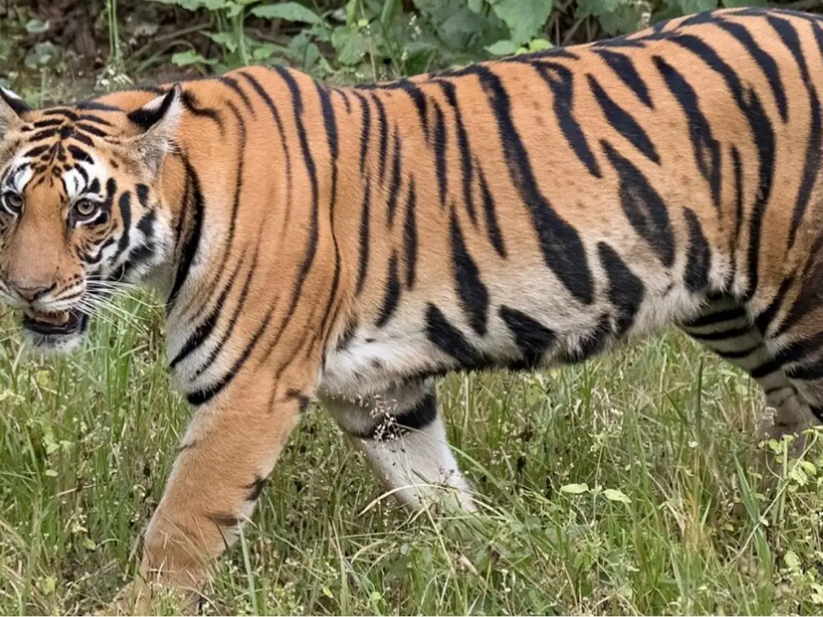 गणेश मार्ग पर टाइगर मूवमेंट, दर्शन के लिए जाने वाले श्रद्धालुओं में भय हुआ व्याप्त गणेश मार्ग पर टाइगर मूवमेंट, दर्शन के लिए जाने वाले श्रद्धालुओं में भय हुआ व्याप्त