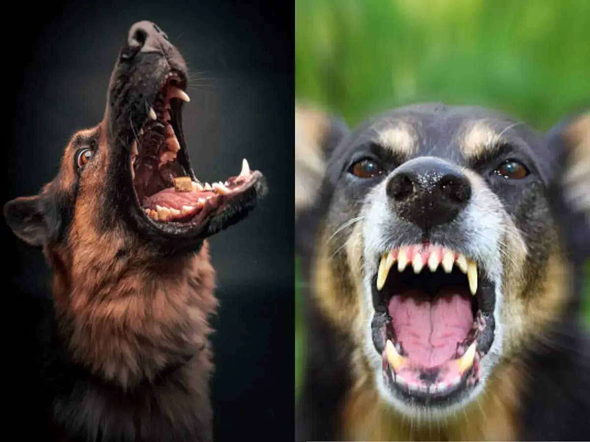 Bhiwadi Dog Attack