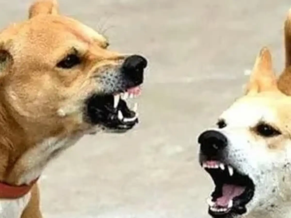 Bharatpur Dog Attack