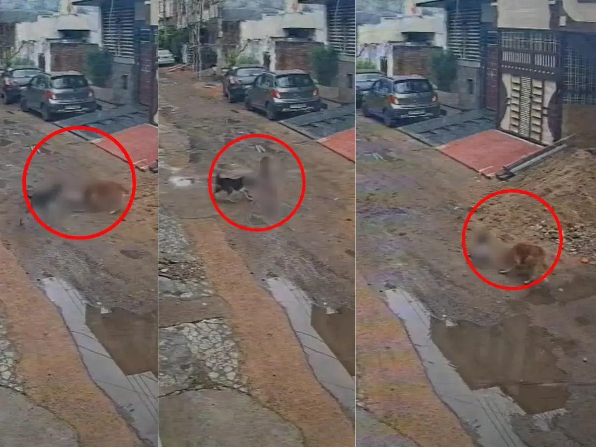 Rajasthan Dog Attack