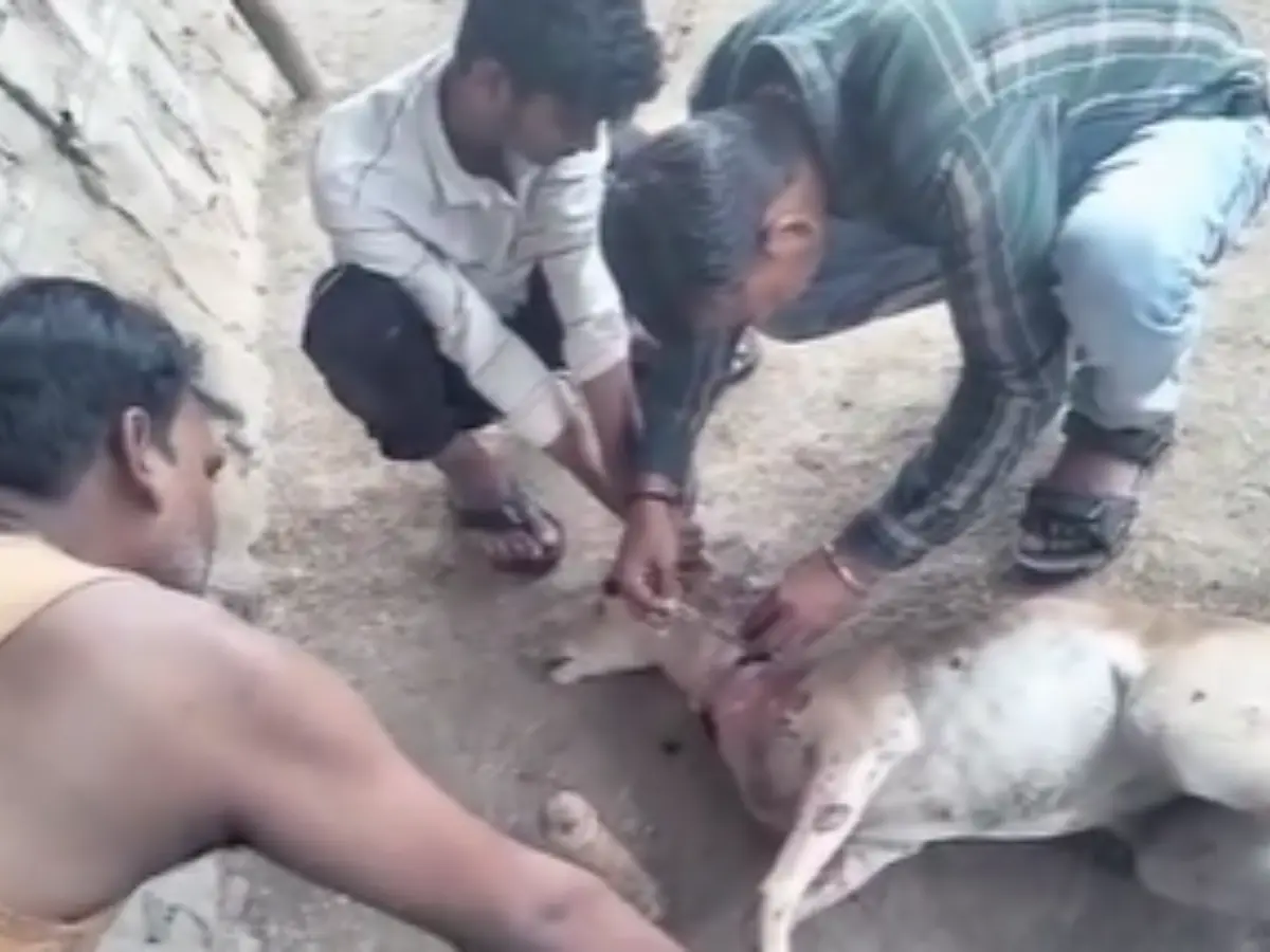 Baran News: बारां में हिरणों पर मंडरा रहा खतरा, बारिश के बाद खेत में फंसे चिकारा का कुत्ते कर रहे शिकार