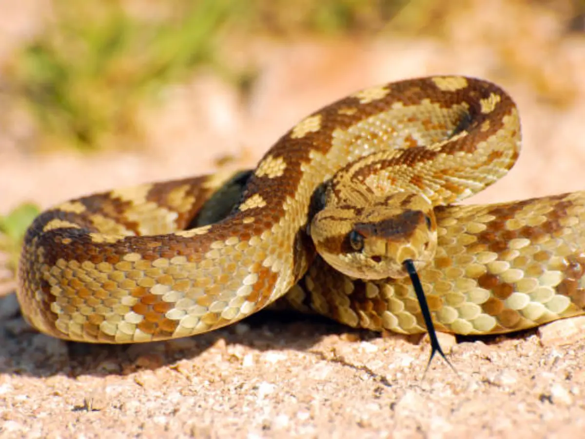 Most Poisonous Snake