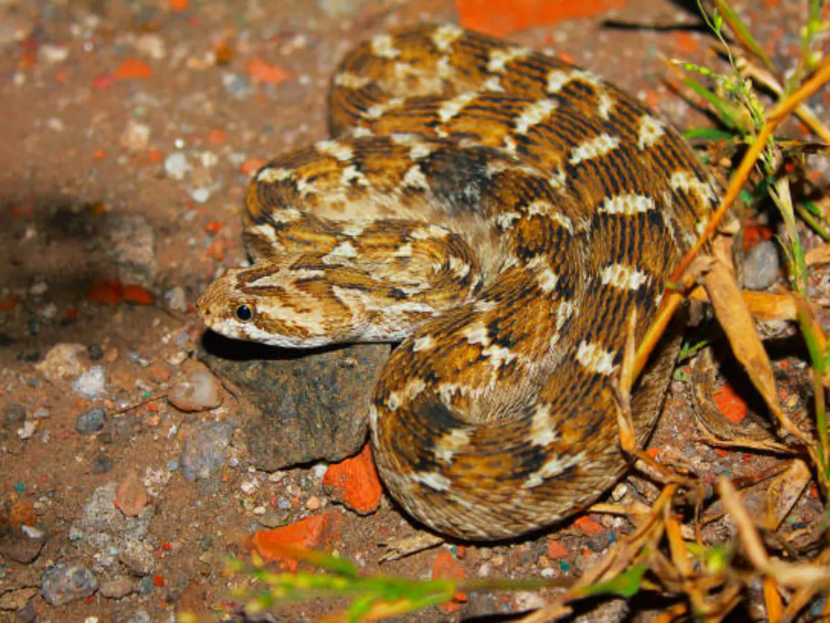 Most Poisonous Snake