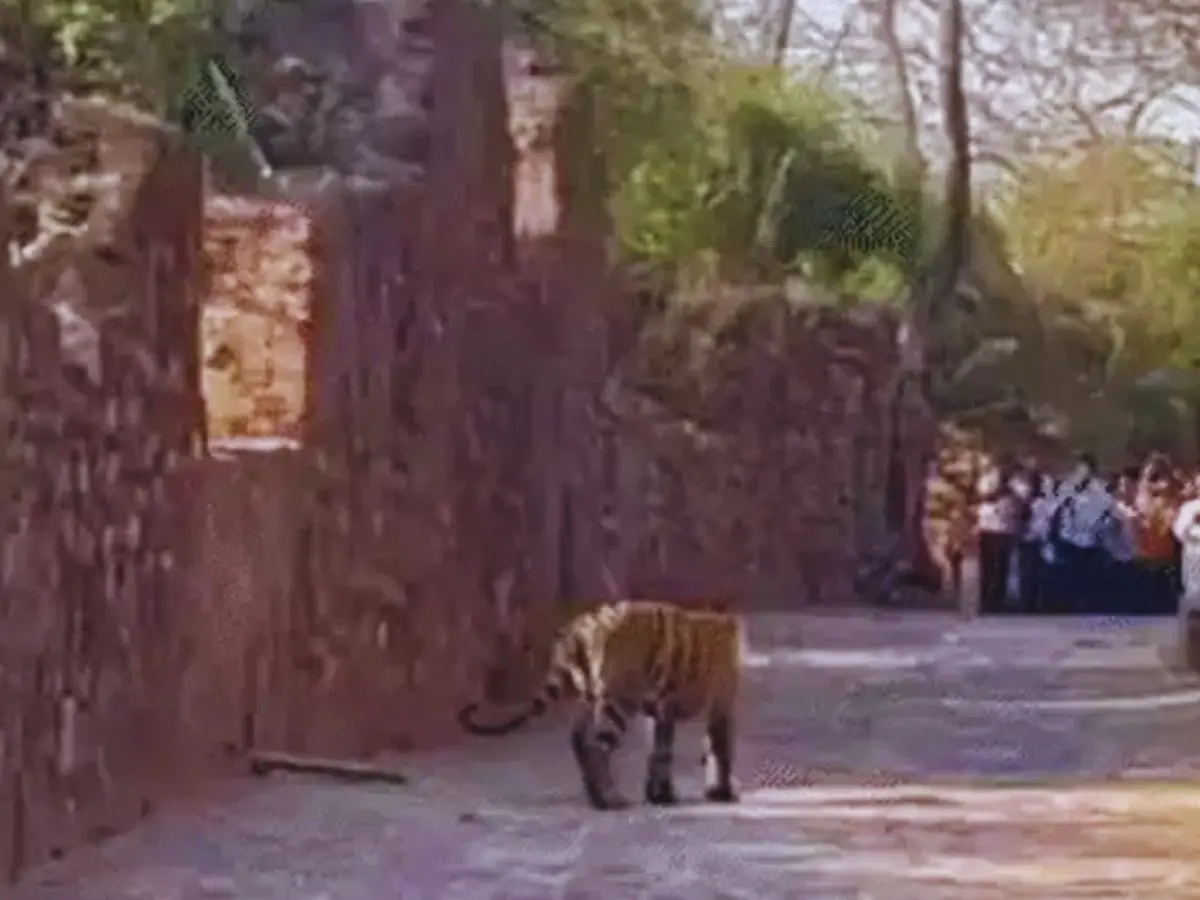 एक बार फिर से रणथम्भौर दुर्ग बंद, टाईगर मूवमेंट से दहशत का माहौल