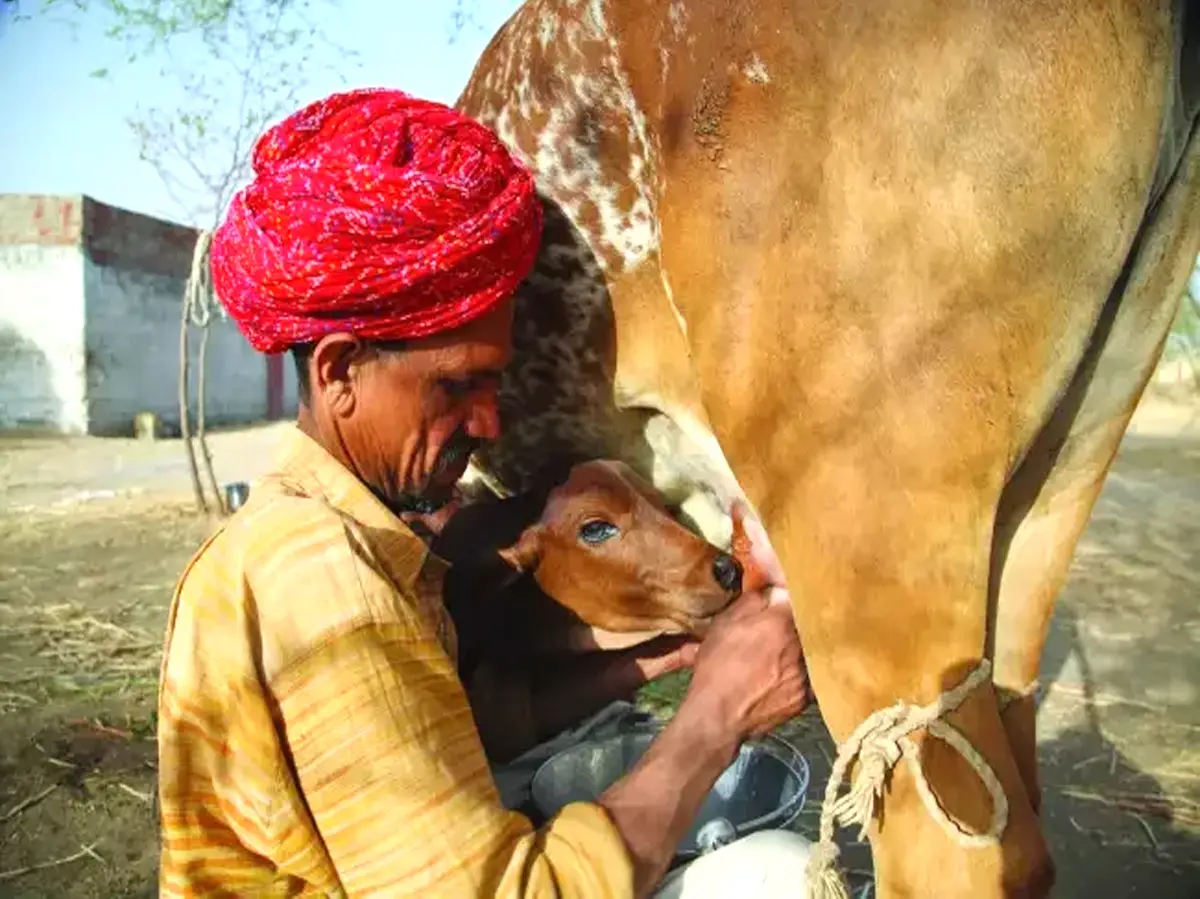 Rajasthan Dairy Scheme: अब हर महीने मिलेगी मुख्यमंत्री दुग्ध उत्पादक संबल योजना की राशि Rajasthan Dairy Scheme: अब हर महीने मिलेगी मुख्यमंत्री दुग्ध उत्पादक संबल योजना की राशि