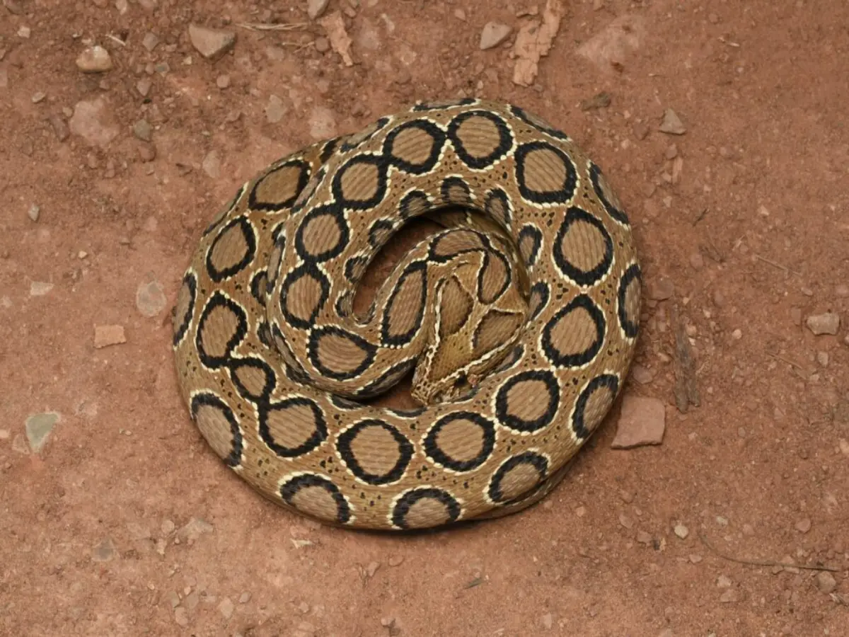 बारिश में सांप