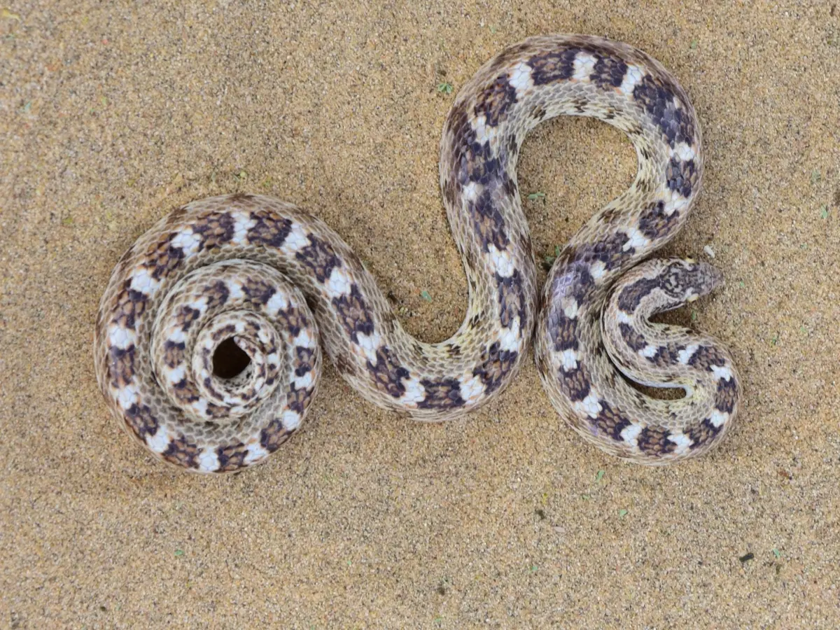 सिर का आकार