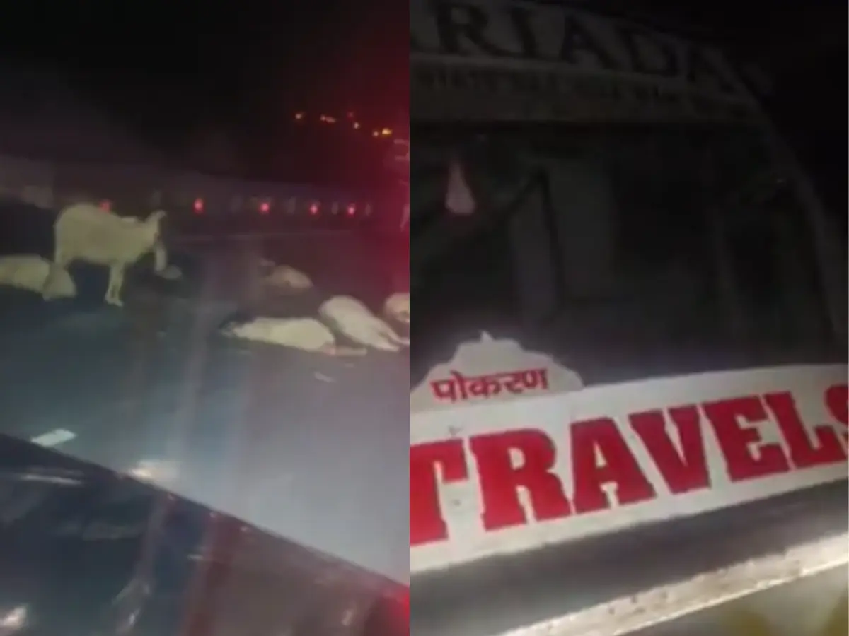 Jaisalmer News: जैसलमेर में तेज रफ्तार बस ने मचाया आतंक, फर्राटे से दौड़ती बस ने भेड़ों को रौंदा, चरवाहे समेत 10 भेड़ों की मौत