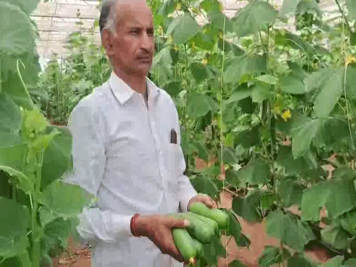 Sikar News : खीरे-टमाटर-मिर्ची से लाखों कमा रहा सीकर का किसान, सरकारी स्क्रीम का ले रहे फायदा