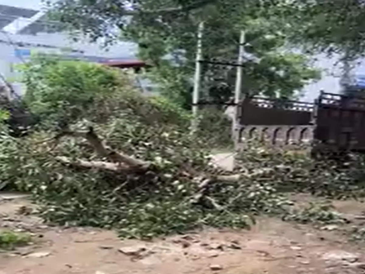 Kotputli News: एक सेकंड की देर और... बाइक सवार की जान ले लेती पेड़ की भारी डाली, Video वायरल