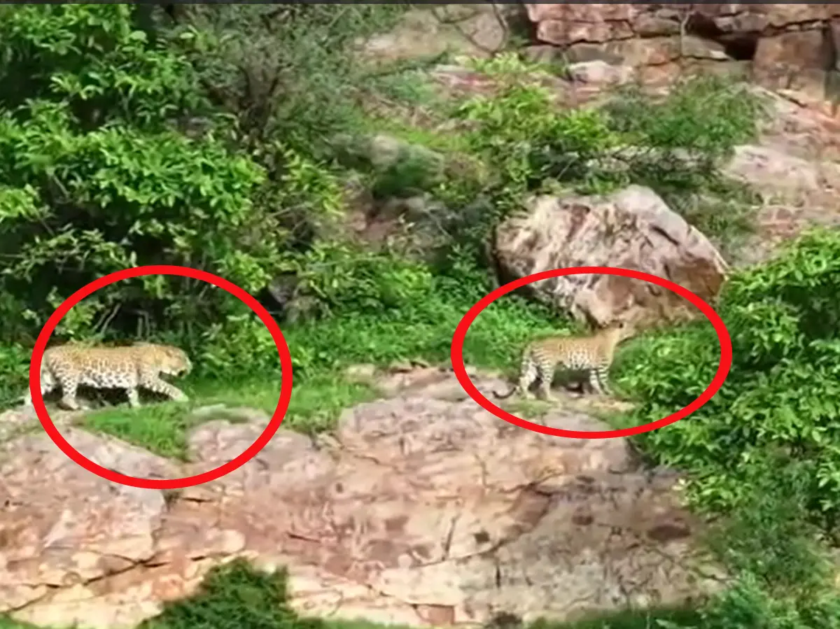 Sawai Madhopur News: थडौली गांव के पहाड़ में पैंथर की एक बार फिर चहलकदमी, दहशत में स्थानीय