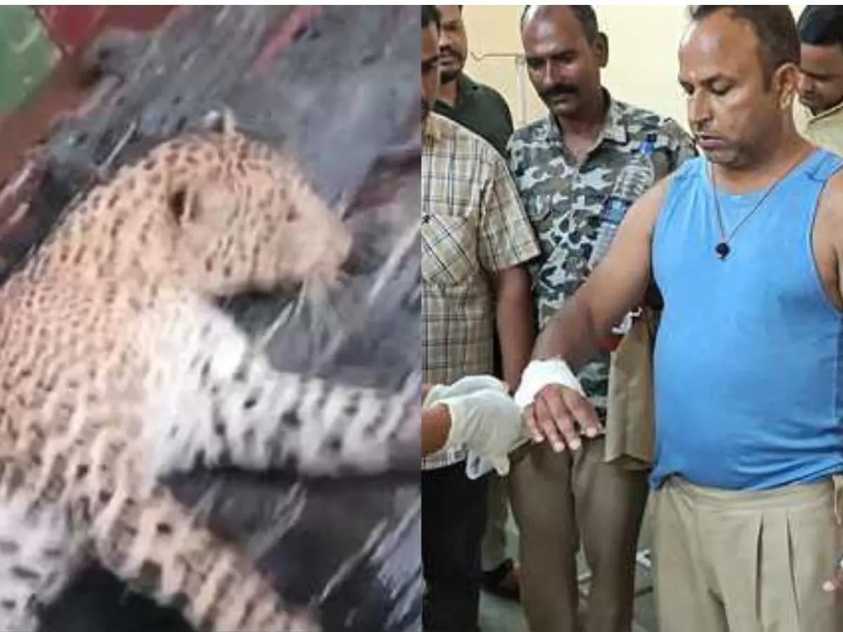 रणथंभौर टाइगर रिजर्व से भागा, होटल में जा घुसा पैंथर, मचाई तबाही