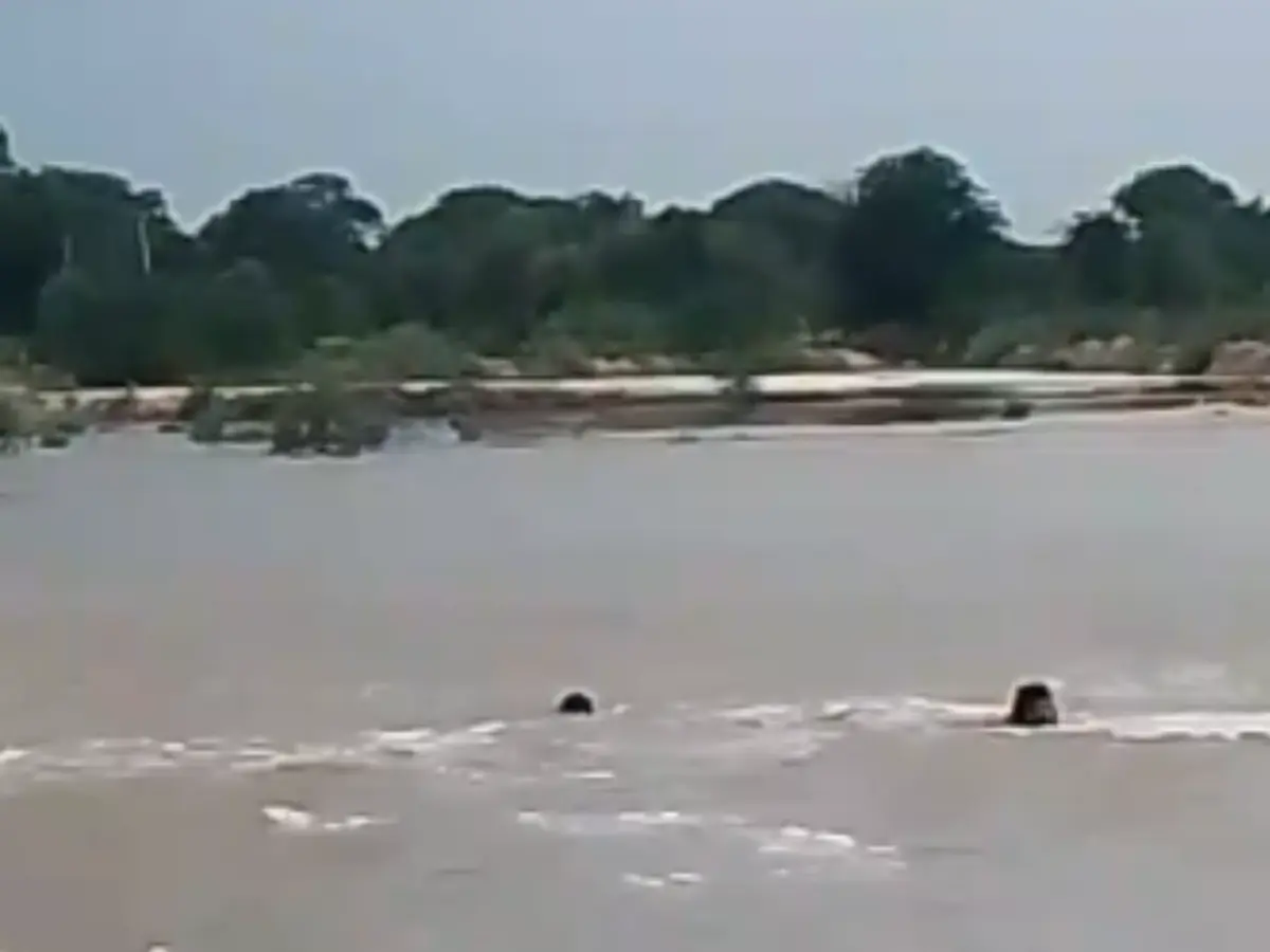 Bharatpur News: नदी के तेज बहाव में बह गया युवक, परिवार में मचा कोहराम