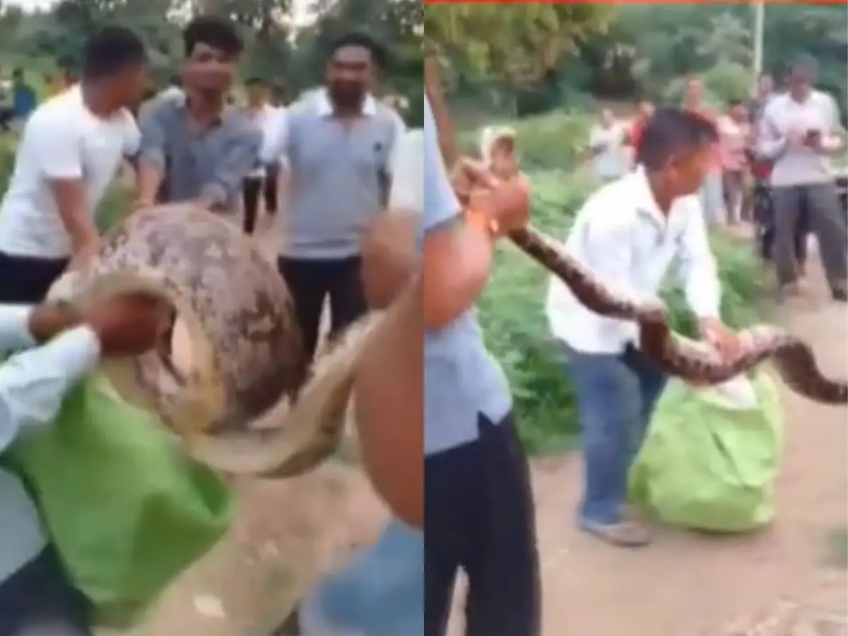 पहले किया मोर का शिकार, फिर आंगन में दुबक कर बैठा अजगर, Watch Video