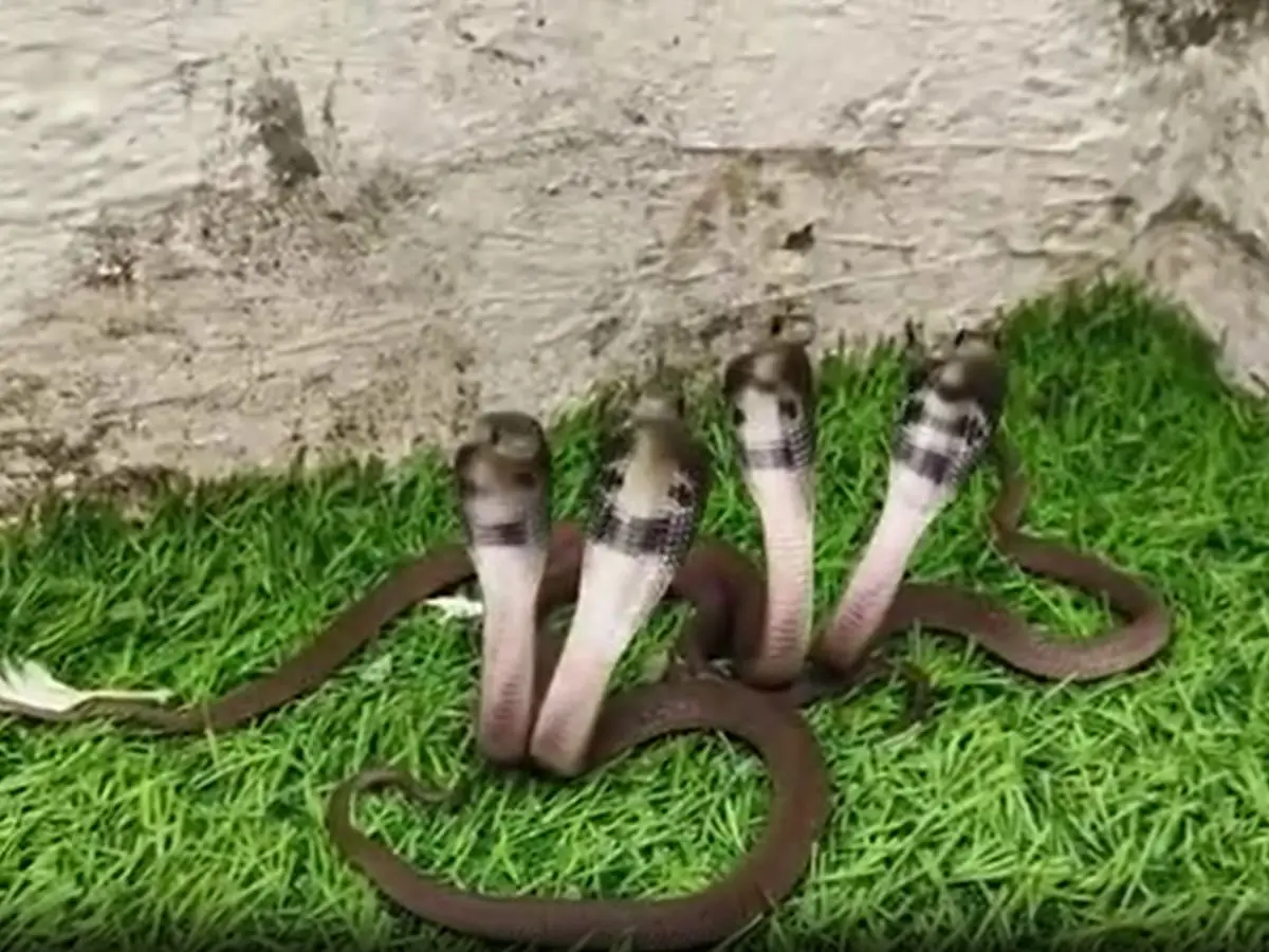 King Cobra