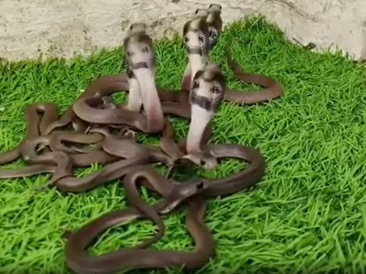 King Cobra