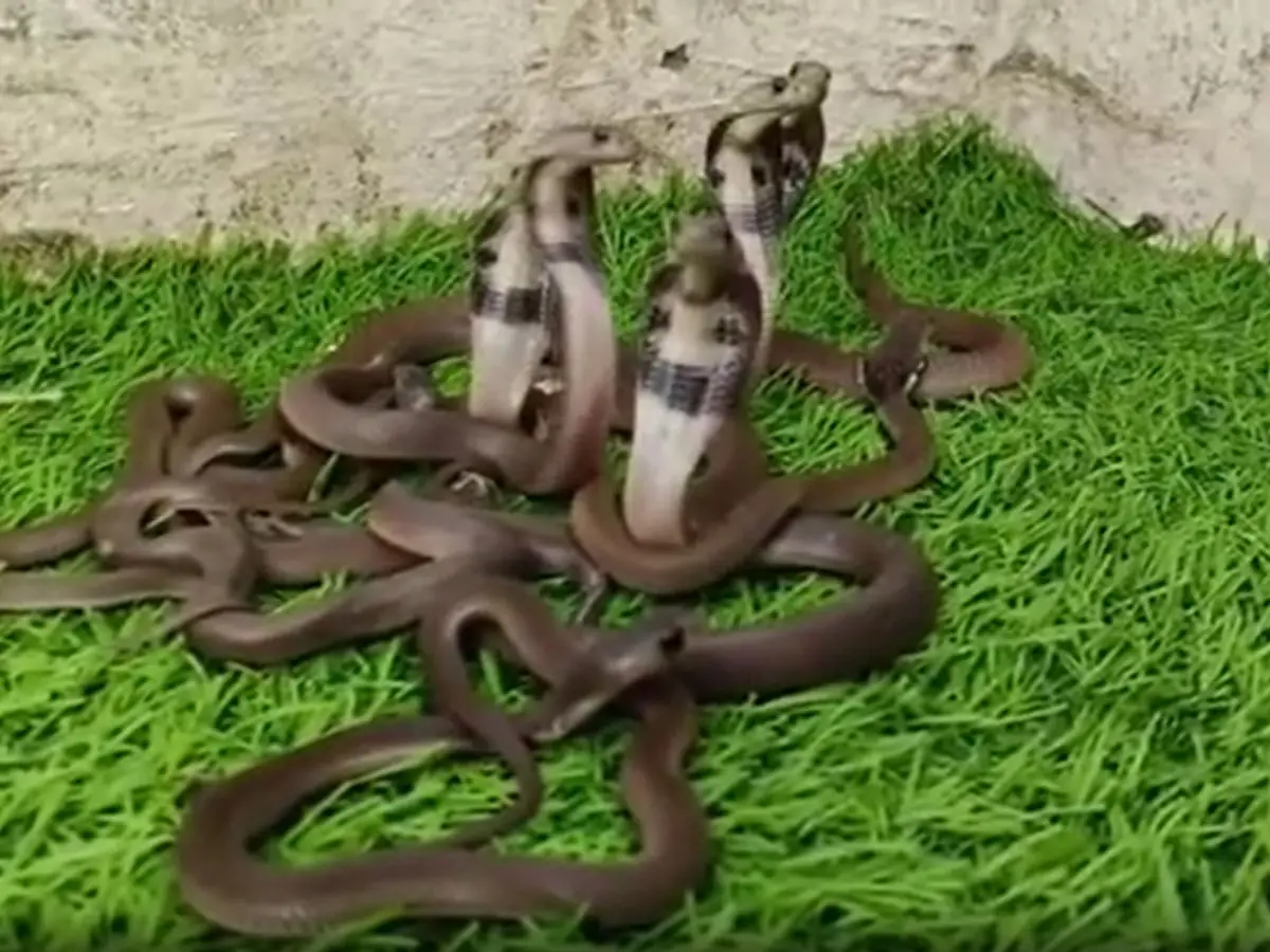 King Cobra