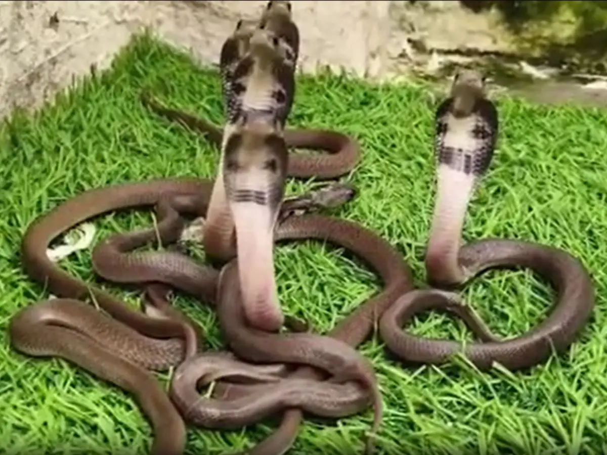 King Cobra