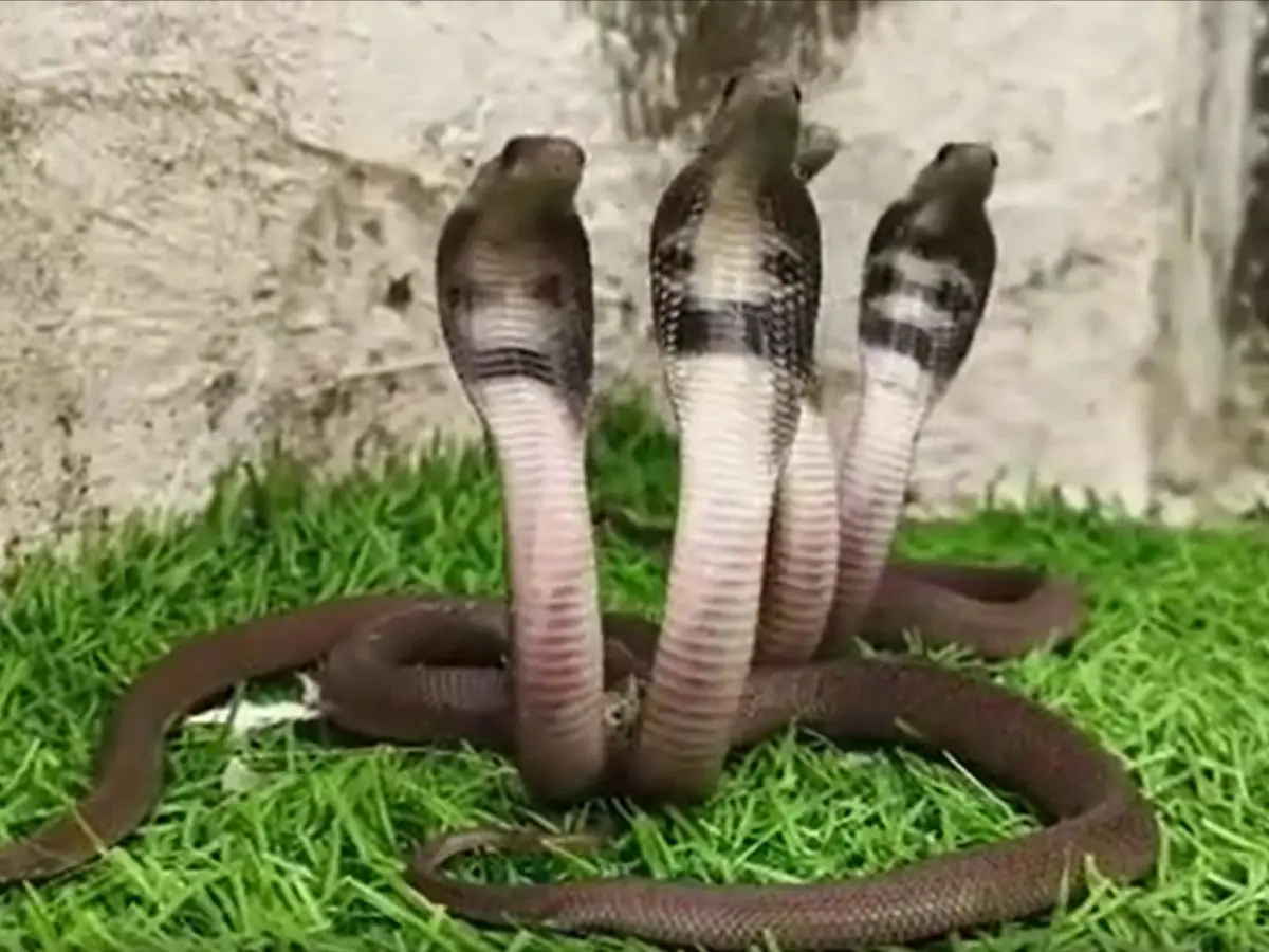 King Cobra