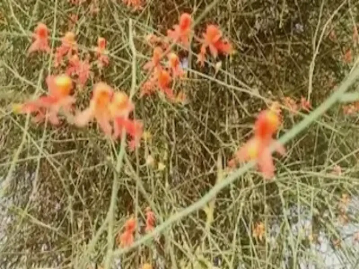 लाल बाटे का फूल
