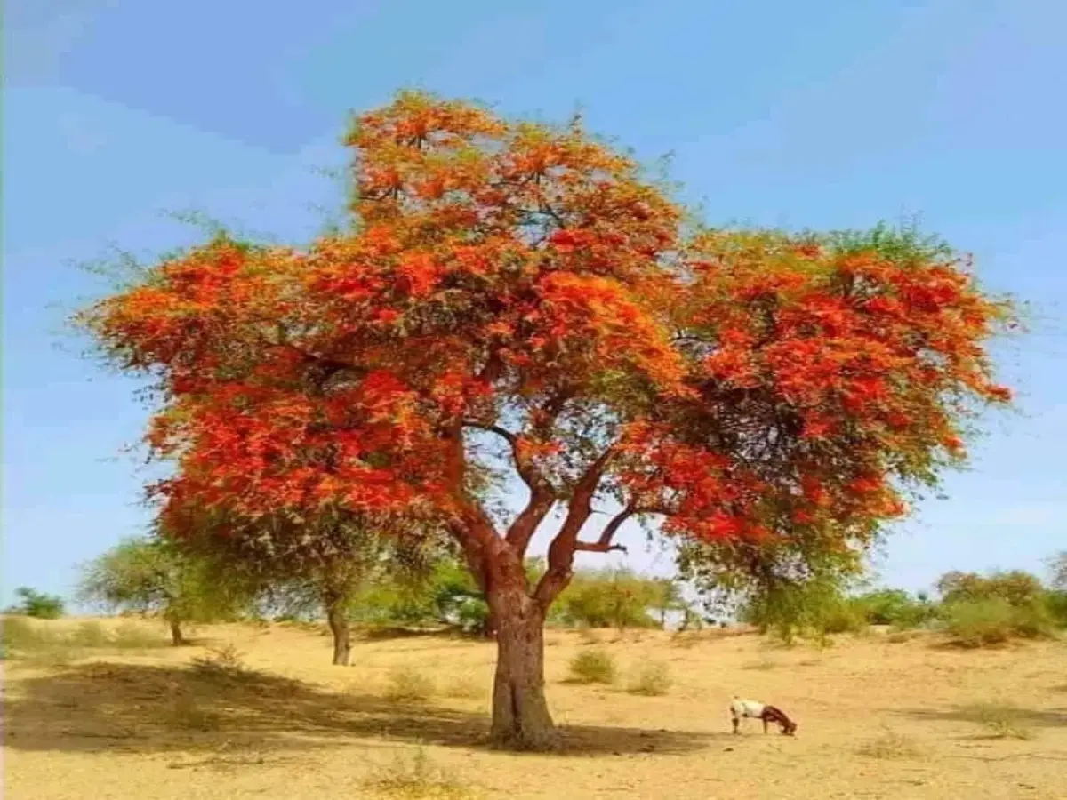 रोहिड़ा का फूल