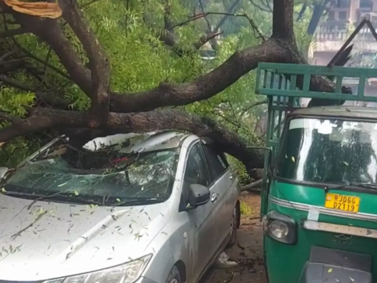 मंगला चौक पर भारी बारिश के बीच धड़ाम से गिर पड़ा 100 साल पुराना पेड़, देखें वीडियो