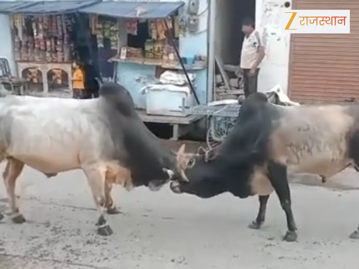 Jhalawar Video: झालावाड़ में सांडों ने मचाया आतंक, लड़ते हुए दुकान में की तोड़फोड़, वीडियो वायरल