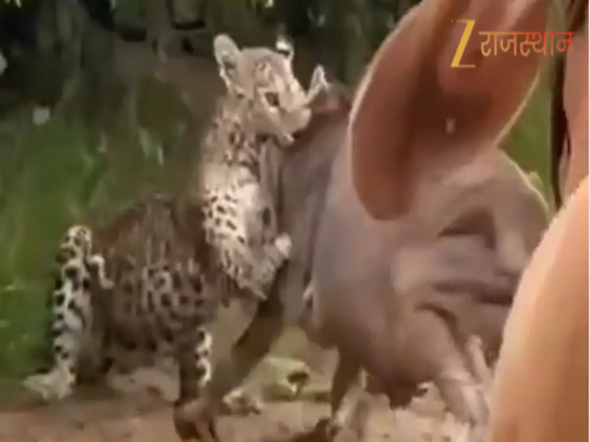 Viral Video: लेपर्ड ने दबोचा बछड़ा, तभी पहुंची गायों ने पलट दिया पूरा खेल!