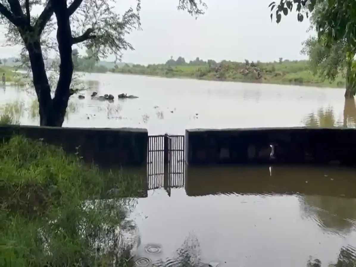 Dholpur News: चंबल का उफान बना तबाही की लहर! खेत डूबे, घर उजड़े और टूटे किसान Dholpur News: चंबल का उफान बना तबाही की लहर! खेत डूबे, घर उजड़े और टूटे किसान