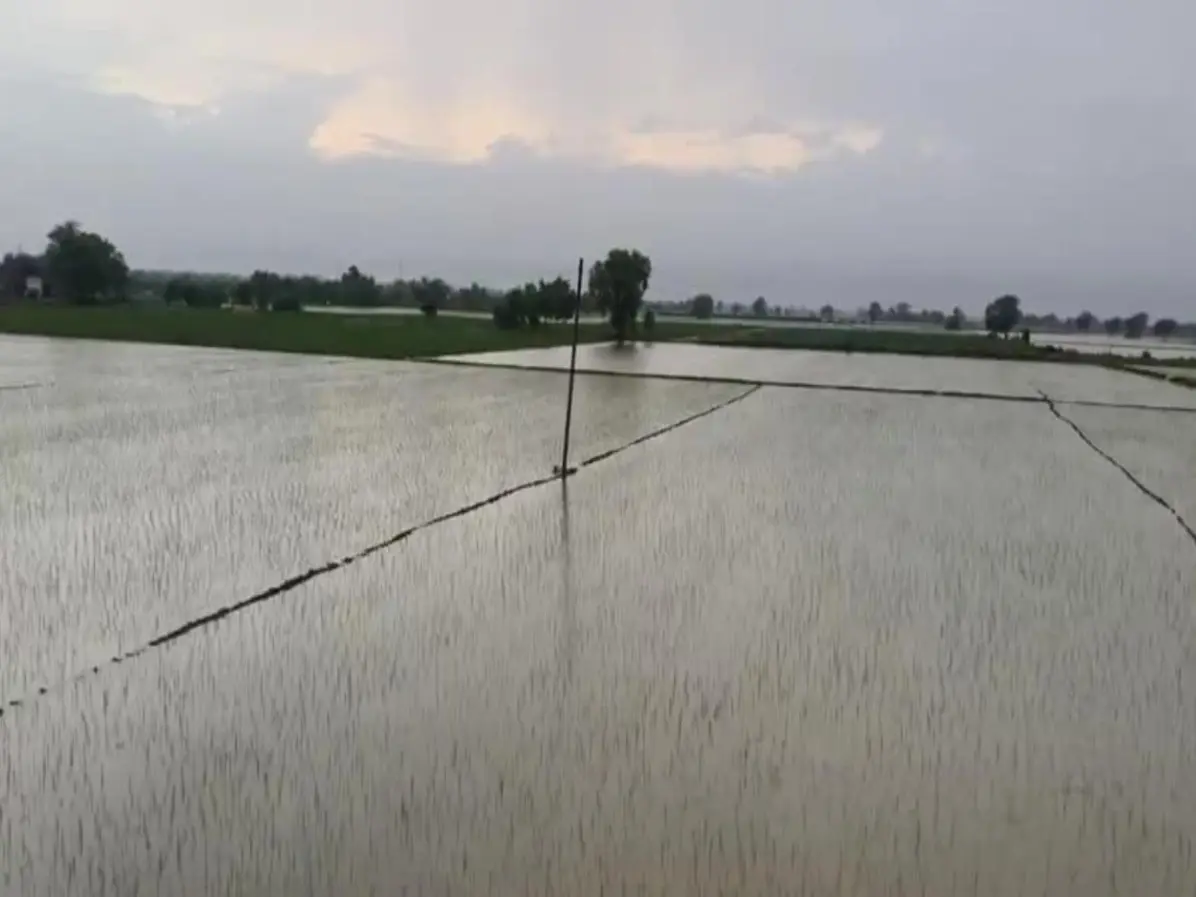 Sri Ganganagar News: अनूपगढ़ में 8 घंटे की बारिश ने किसानों की कमर तोड़ी, खेत बने तालाब! Sri Ganganagar News: अनूपगढ़ में 8 घंटे की बारिश ने किसानों की कमर तोड़ी, खेत बने तालाब!