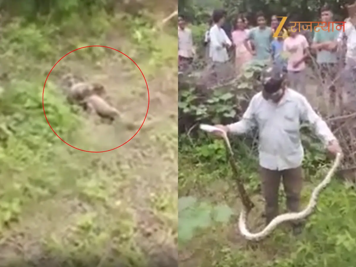 Ajgar Viral Video | मॉनिटर लिजर्ड को जकड़ चुका था अज…