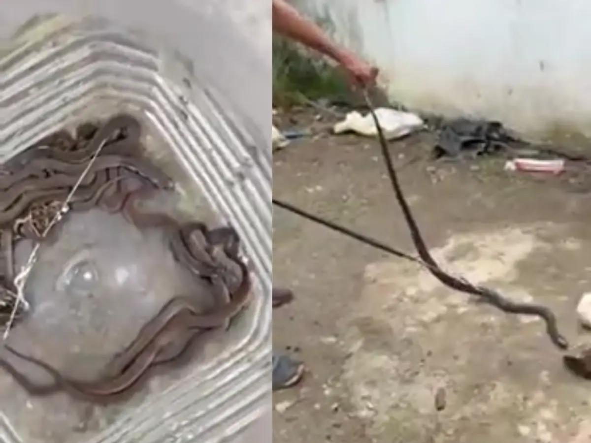 Pratapgarh News: खंडहरनुमा मकान में निकला कोबरा और सपौलों कुनबा, झुंड देख मचा हड़कंप Pratapgarh News: खंडहरनुमा मकान में निकला कोबरा और सपौलों कुनबा, झुंड देख मचा हड़कंप