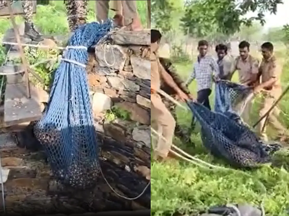 भागते-भागते धड़ाम से कुएं में गिरा पैंथर, देखें वीडियो-