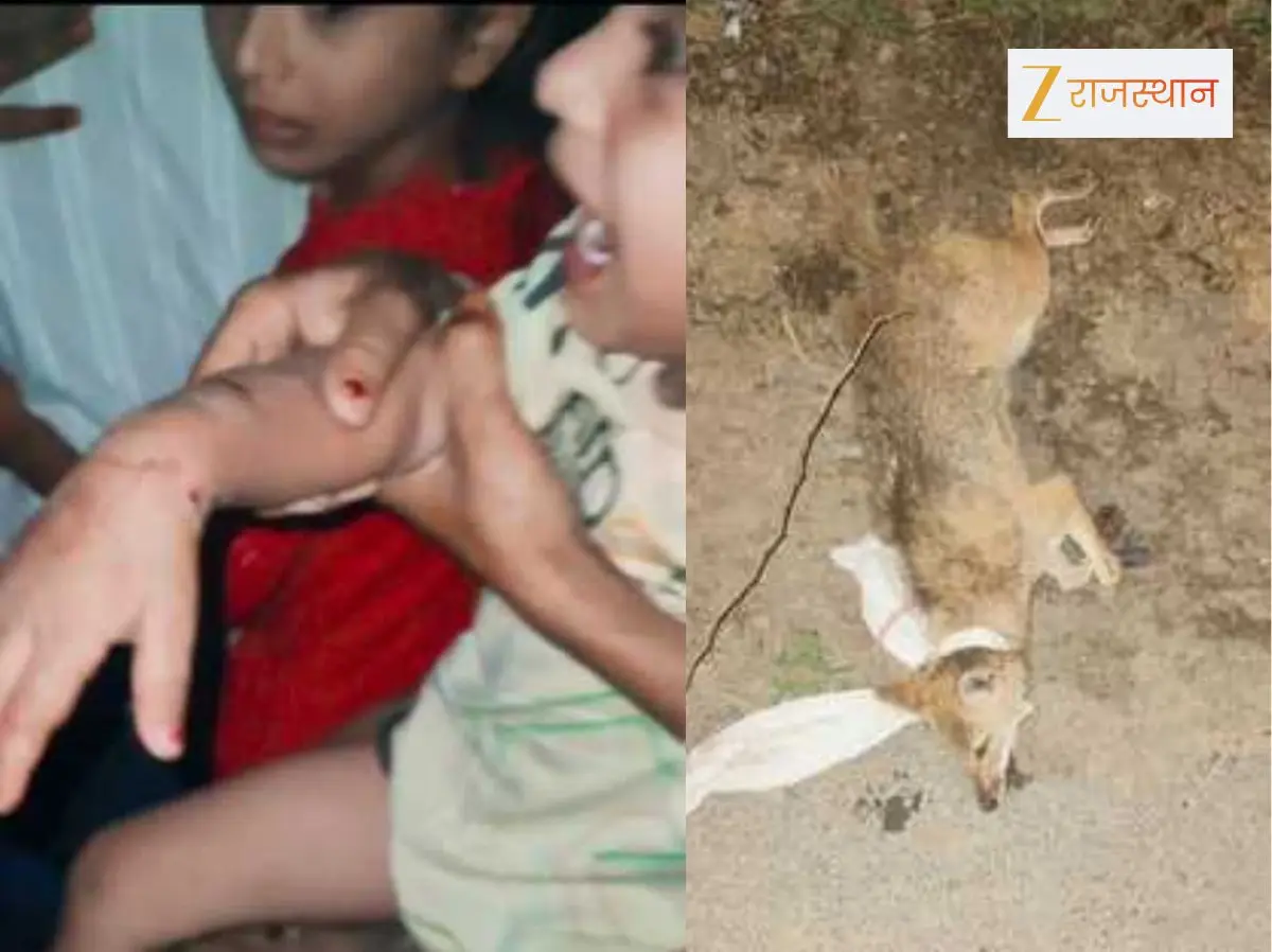 Bhilwara News: भीलवाड़ा में सियारों का आतंक, महिला और बच्चों पर किया हमला, इलाके में दहशत