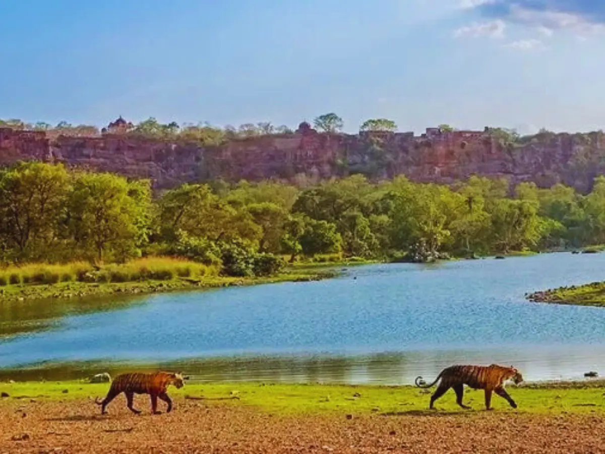 Ranthambore national park
