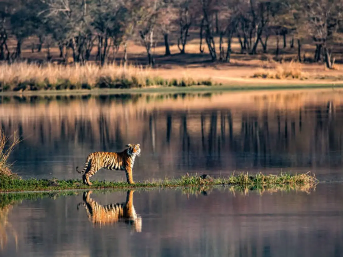 Ranthambore national park