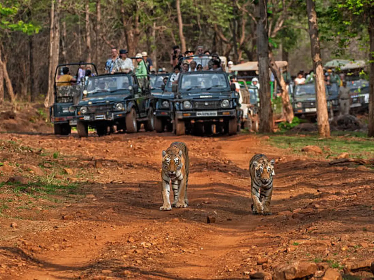 Ranthambore national park