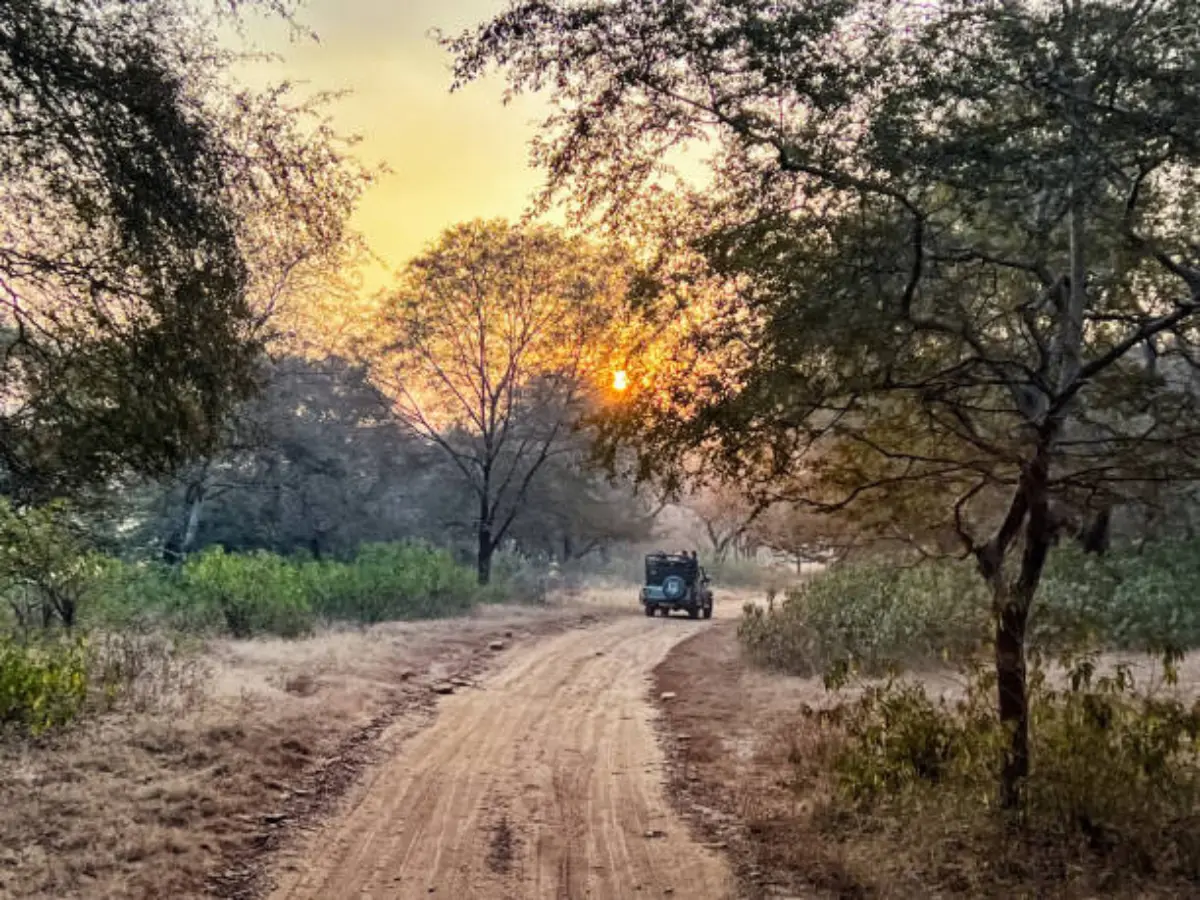 Ranthambore national park