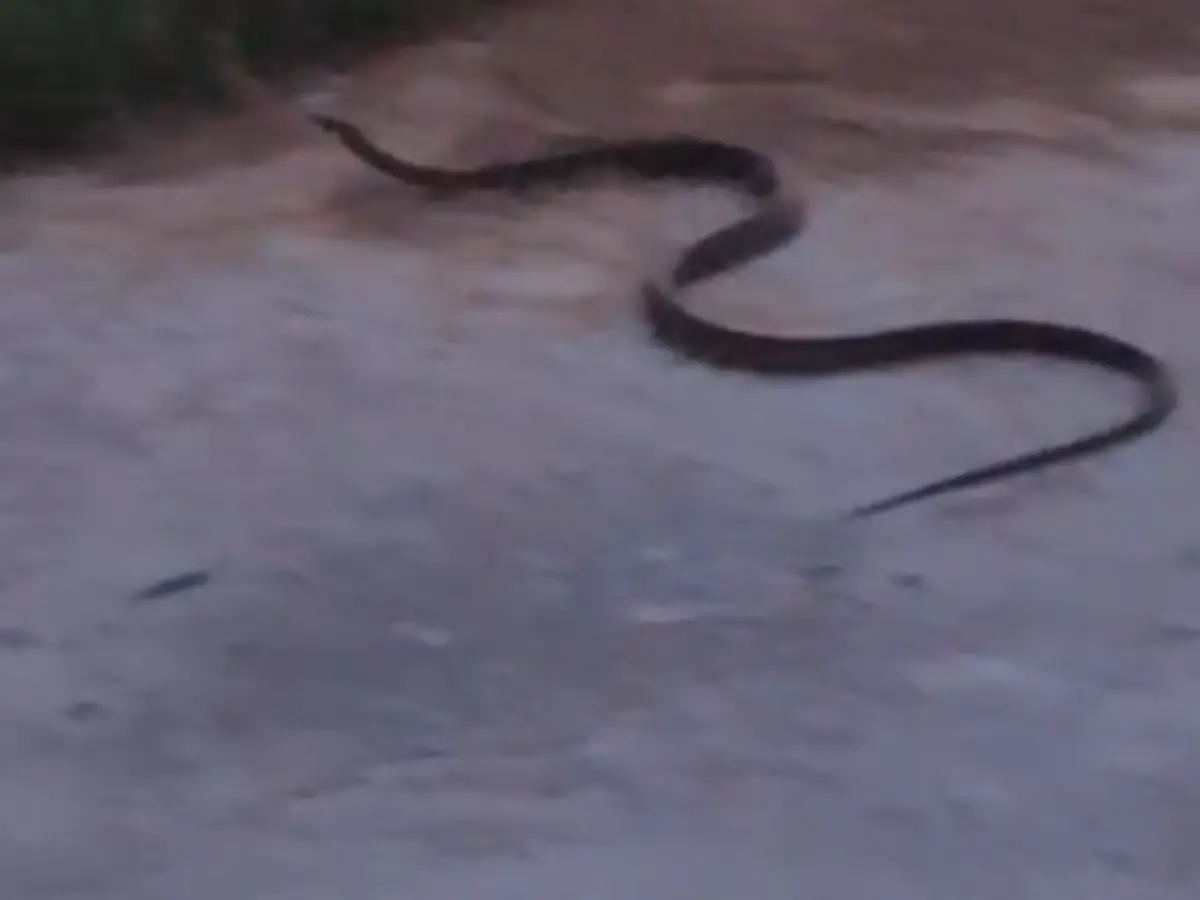 Kotputli Snake Video: स्कूल के खेल मैदान में अचानक निकला सांप, देखें वीडियो