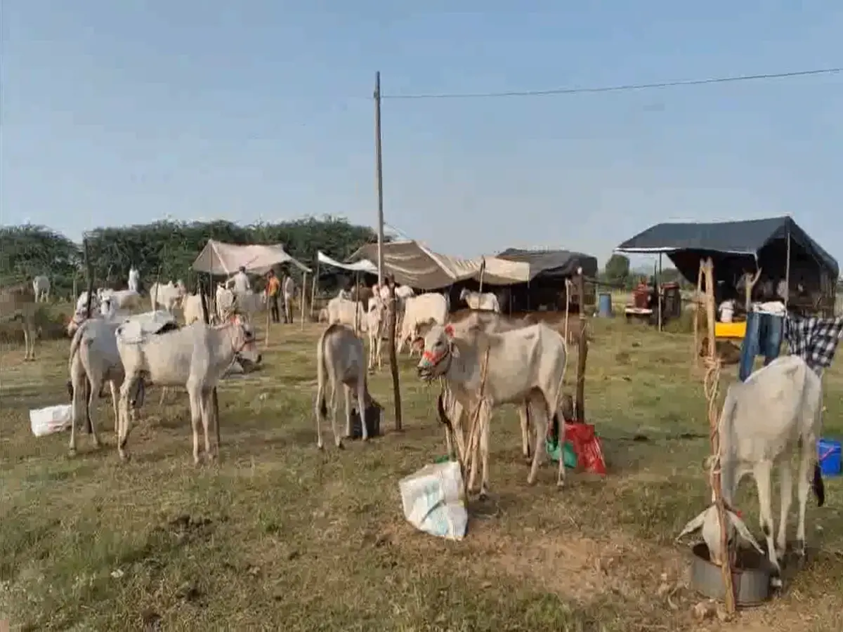 Deedwana News: परबतसर में जुटी बैलों की फौज - नजारे देख रह जाओगे दंग!
