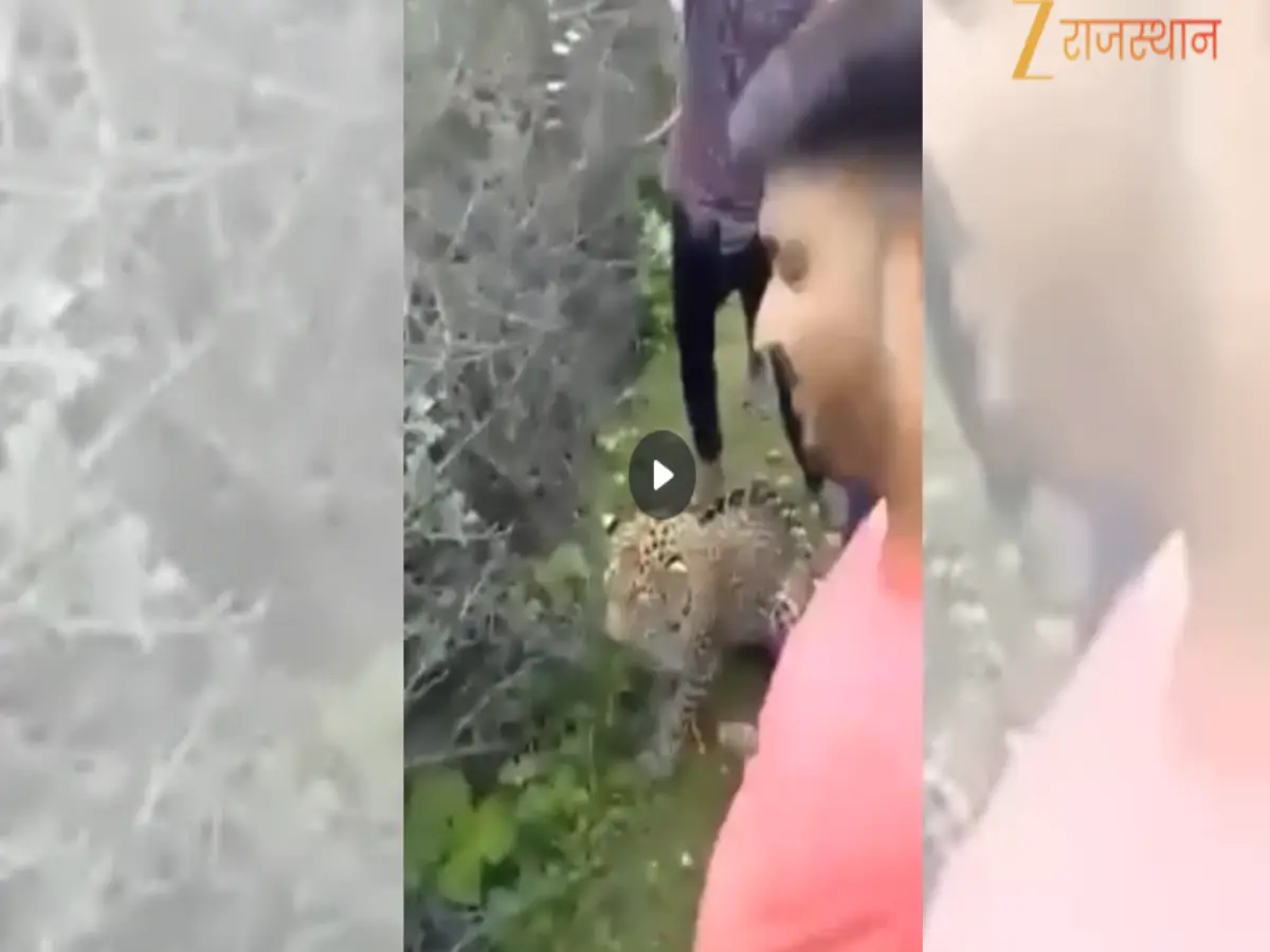 Leopard Viral Video: महिला ने जंगली जानवर के साथ मनाया रक्षा बंधन, तेंदुए को राखी बांधते हुए का वीडियो वायरल